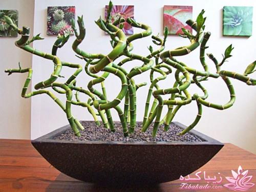 گیاهان آپارتمانی 